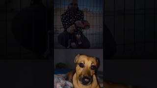 Brisa Dog 🐶 shorts youtubeshorts doglover subscribe shortvideo [upl. by Jung]