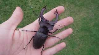 GIANT Lucanus cervus judaicus  Stag Beetle  Hirschkäfer [upl. by Maryn]