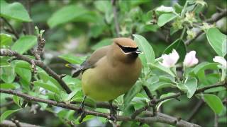 Birding in Ottawa Cedar Waxwings feasting on an Apple Tree [upl. by Teage114]