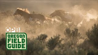 Mustangs Drive Away from Herd  Rare Footage [upl. by Frierson]