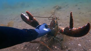 Lobsters Scallops and Fish The Weird World of Underwater Life [upl. by Aram]