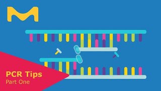 Steps of PCR and Essential Components [upl. by Dupaix]