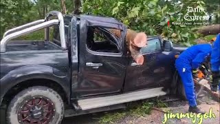 Pickup crushed by falling tree [upl. by Nnylrats436]