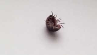 Armadillidium vulgare  Pill Bug  Roly poly [upl. by Eastman830]