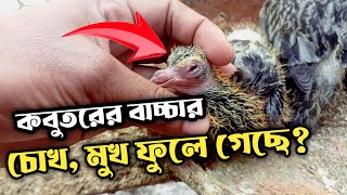 কবুতরের চোখ ফুলে গেছে  বাচ্চার চোখে দিয়ে পানি পরেঠান্ডা Pigeon cold problemkrishi tips 24 [upl. by Woodall]