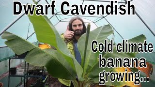 How to grow non hardy Dwarf Cavendish bananas in the UK and cold climates Winter care [upl. by Eahsel345]