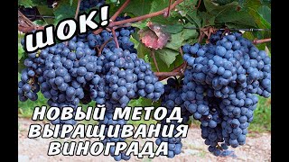 ШОК НОВЫЙ МЕТОД Виноград Урожай Обрезка Советы профессионала Укрытие Методы [upl. by Elbon]