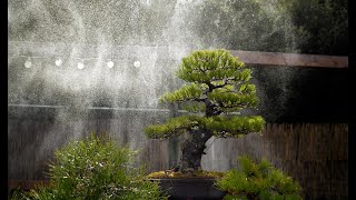 Abies cephalonica root grafting  Arkefthos Bonsai [upl. by Millicent]