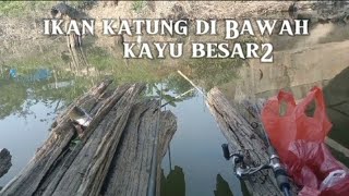 apa nama ikan ini di tempat kalian mancingikankatung [upl. by Ridinger138]