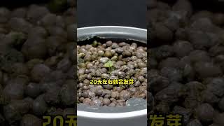 一颗草莓就能换一盆 种植小技巧 农业种植 植物生长过程 花卉绿植 种草莓 [upl. by Unity]