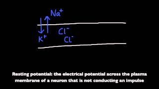 654 Define resting potential and action potential depolarization and repolarization [upl. by Nellad]