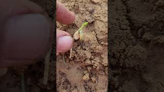 How does germination take place in the seed of pea and what is the role of the cotyledons [upl. by Nyrtak]