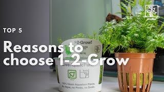 Top 5 Reasons to Choose 12Grow  In vitro  Tissue Culture aquarium plants [upl. by Asylem]