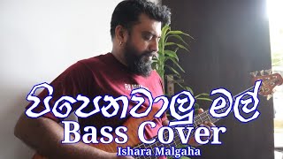 Pipenawalu Mal  Somasiri Madagedara  Bass Cover  Ishara Malgaha [upl. by Sherborn]