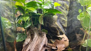 Crested Gecko Bioactive Setup [upl. by Reckford]