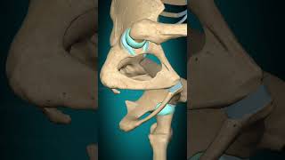 Hip joint flexion extension hipjoint [upl. by Xenophon558]