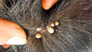 Dog Ticks Remove  Easy And Fast Way To Remove All Ticks From Poor Dog  Save Poor Dog EP 172 [upl. by Lleroj286]