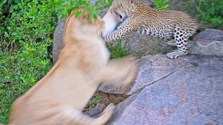 Leopard Mom Sacrifices Herself To Protect Her Cubs [upl. by Bandler]