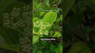 Agnimantha aiapget2024 dravyaguna bams mdayurveda [upl. by Jefferson]