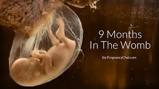 9 Months In The Womb A Remarkable Look At Fetal Development Through Ultrasound By PregnancyChatcom [upl. by Arleen984]