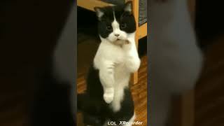 lol 😂 cat was dancing  short video [upl. by Wirth845]