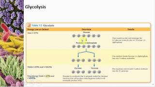 Chapter 07 Microbial Metabolism  Cowan  Dr Mark Jolley [upl. by Ennaira]