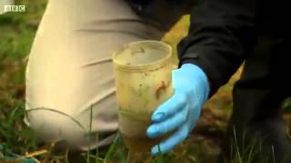 Great Crested Newts on Britains Big Wildlife Revival 2013 [upl. by Torres605]