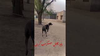 Biggest Bully Female Check Kren doglover pakistanibullykutta pakistanibully pitbull famousdog [upl. by Eseerahs133]