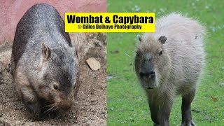 Wombat amp Capybara  The Differences  GDelhaye Photography [upl. by Eirbua]