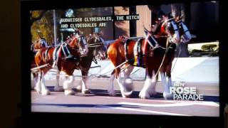 Budweiser Clydesdales at the Rose Parade 2016 [upl. by Tanitansy931]