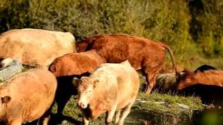 Livestock moving to the Winterage in the Burren [upl. by Joanie]