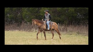 Red Dun APHA RopingShowRanchReining Gelding For Sale [upl. by Edals]