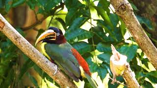 CANTO do ARAÇARICASTANHO PTEROGLOSSUS CASTANOTIS CHESTNUTEARED ARACARI TUKANI Ave exótica [upl. by Enyawal]