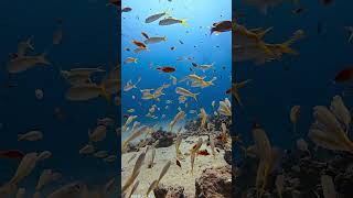 Juvenile Goatfish calm fish beautifulanimals fishing beautifulfish ocean aquarium [upl. by Christean]