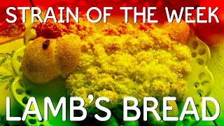 Strain of the Week  Lambs Bread [upl. by Drahsir60]