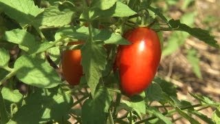 Caging and Trellising Tomatoes  At Home With P Allen Smith [upl. by Katrine]