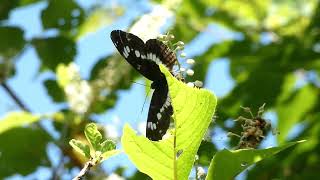 White Admiral Butterfly Visits Japanese Sweet Shrub Flowers for Nectar [upl. by Suivat]