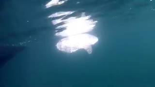 Wonderful Sun fish swimming close to the surface Portugal [upl. by Dhumma784]