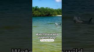 Watch these bottlenose dolphins play wildlifeencounters clearkayak exploreflorida [upl. by Bolten]