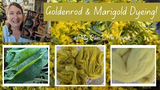 GOLDENROD and MARIGOLD DYEING [upl. by Teodorico451]