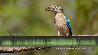 Bluewinged Kookaburra Sounds  Raucous noisy squawks amp laughing calls at dawn [upl. by Nalehp]