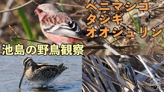 池島の野鳥観察「ベニマシコ・オオジュリン・タシギ」 [upl. by Drolet97]