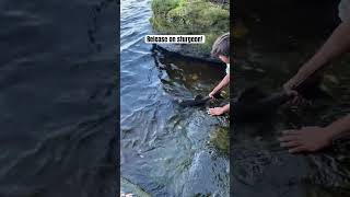 Sturgeon release fishing viralvideo sturgeonfishing fyp [upl. by Ramoh]