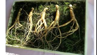 Korean red ginseng sexual benefits [upl. by Aon706]