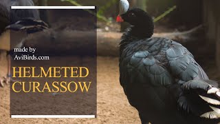 Helmeted Curassow  Northern Helmeted Curassow Pauxi Pauxi [upl. by Ohl]