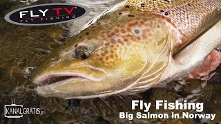 FLY TV  Fly Fishing Big Salmon in Norway German Subtitles [upl. by Olympia201]