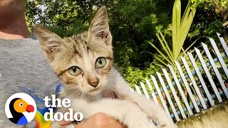 Marathoner Finds Kitten While On A Run  The Dodo [upl. by Erik]