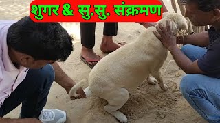 Cystitis  Urethritis  Diabetes  UTI in a dog  Vet Guru Radhe [upl. by Seaman214]