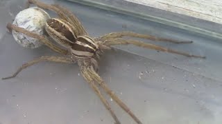 Wolf Spider With Egg Sac  Before and After Hatching [upl. by Oregolac505]