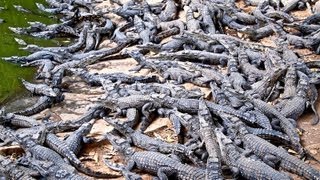 Croc Farm Ivato 10000 crocodiles ready to be turned into a kebab or handbag [upl. by Sunev]